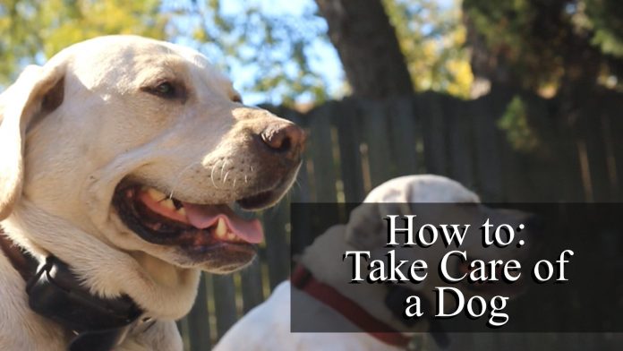 how to take care of a dog