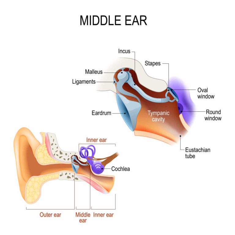 Ear Anatomy Tensor